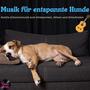 Musik für entspannte Hunde | Gitarrenmusik zum Entspannen, Beruhigen und Einschlafen | Entspannungsmusik für Tiere