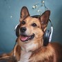 Paws and Peace: Relaxing Music for Dogs