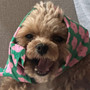 하찮은 따뭉이 (Silly Little Ddamoong)