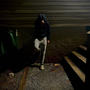 Skate (feat. Khiwitdak) [Explicit]