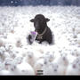 Black Sheep* (Explicit)