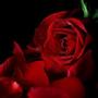 321 LOVE (Explicit)