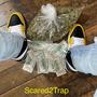 Scared2Trap (Explicit)