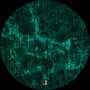 The Matrix Collapse