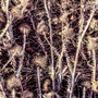 Trayendo Ruina (Explicit)