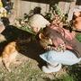 Sunny Day