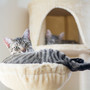 Purrfect Pink Harmony: Soothing Pink Noise for Relaxed Cats