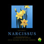 Kiss From A Narcissus (Explicit)