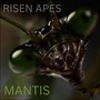Mantis