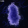 Genome