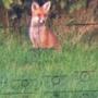 fox den (feat. Protect) [Explicit]