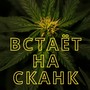 Встаёт на сканк (Explicit)