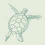 Turtle Song