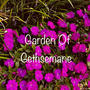 Garden of Gethsemane