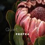 Protea