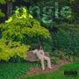 Jungle (Explicit)