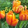 Bláthú (feat. Graham Dunne)