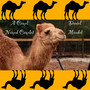 A Camel Named Camelot