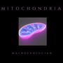 Mitochondria