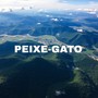 Peixe-Gato