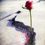 Rose from the concrete