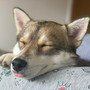 Doggy Dreamland: A White Noise Symphony for Deep Relaxation