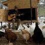 Pickin' With the Chickens