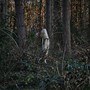 Creep (Explicit)
