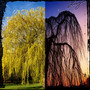 Weeping Willow