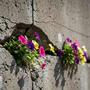Concrete Bloom