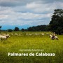 Palmares de Calabozo