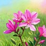金达莱