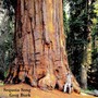 Sequoia Song