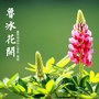 鲁冰花开（合唱版）