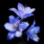Flowers (Explicit)