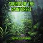 Sounds of the Forest