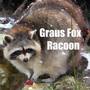 Raccoon EP