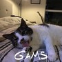 Gams (Explicit)