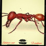 Soldier Ant (Explicit)