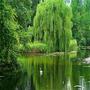 Willows in the Wind