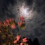 Rosemary Silence