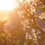 Reminiscing Spring