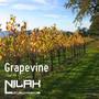 Grapevine