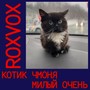 Котик чмоня милый очень