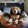 Leisurely Leash Sounds: Chill Music for Dogs