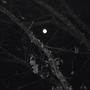TACITURN (BONUS TRACKS)
