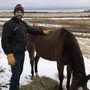 Feeding the Horses