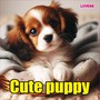 Cute puppy