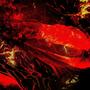 MAGMA FUSION (feat. KOMPLEXX) [Explicit]