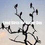 Loud Birds for Better Day